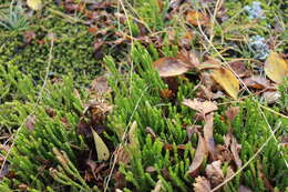 Image of Alaskan Clubmoss