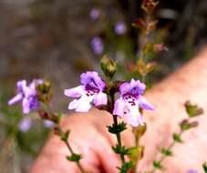 Image of Monarto Mint-bush