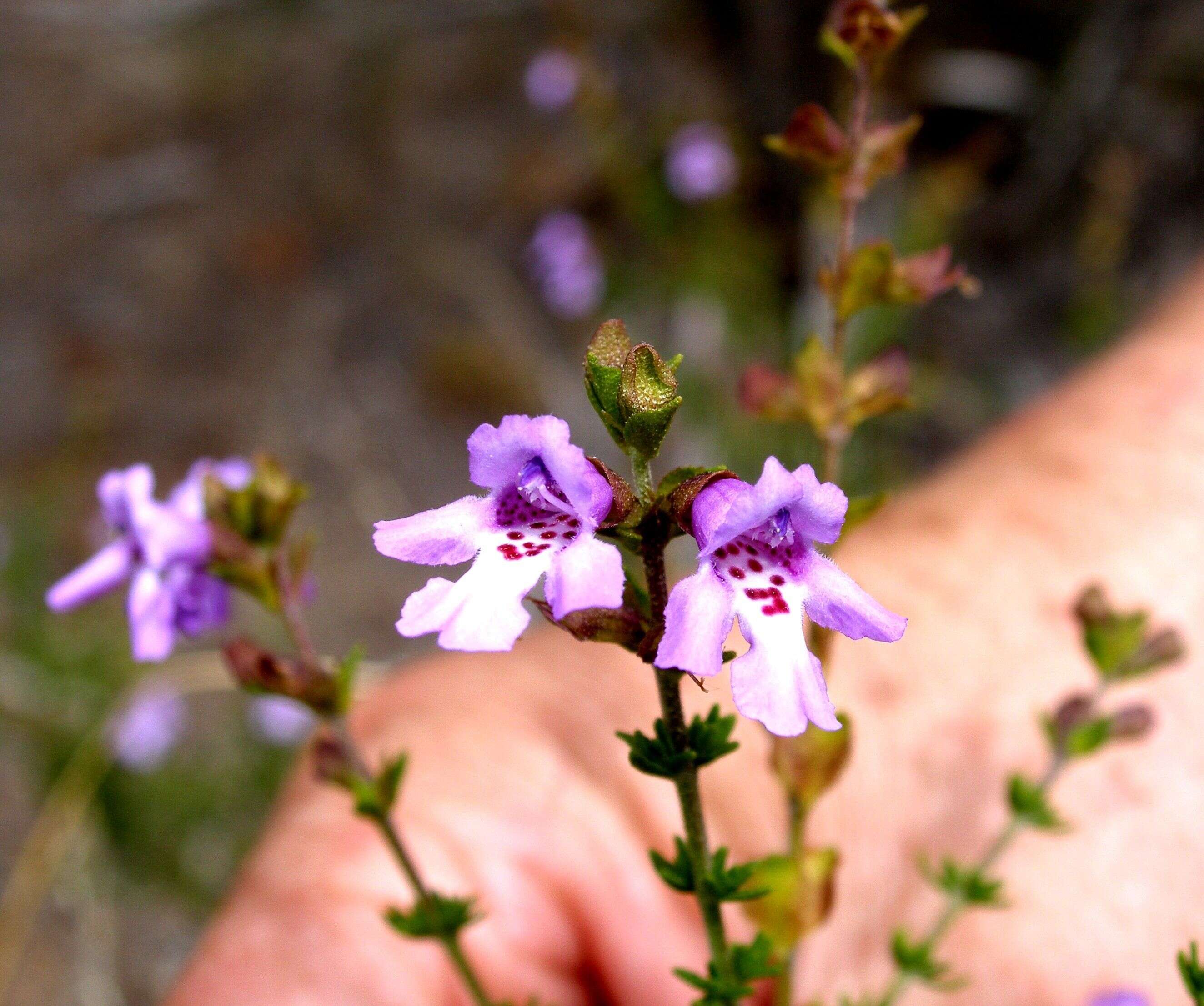 Image of Monarto Mint-bush