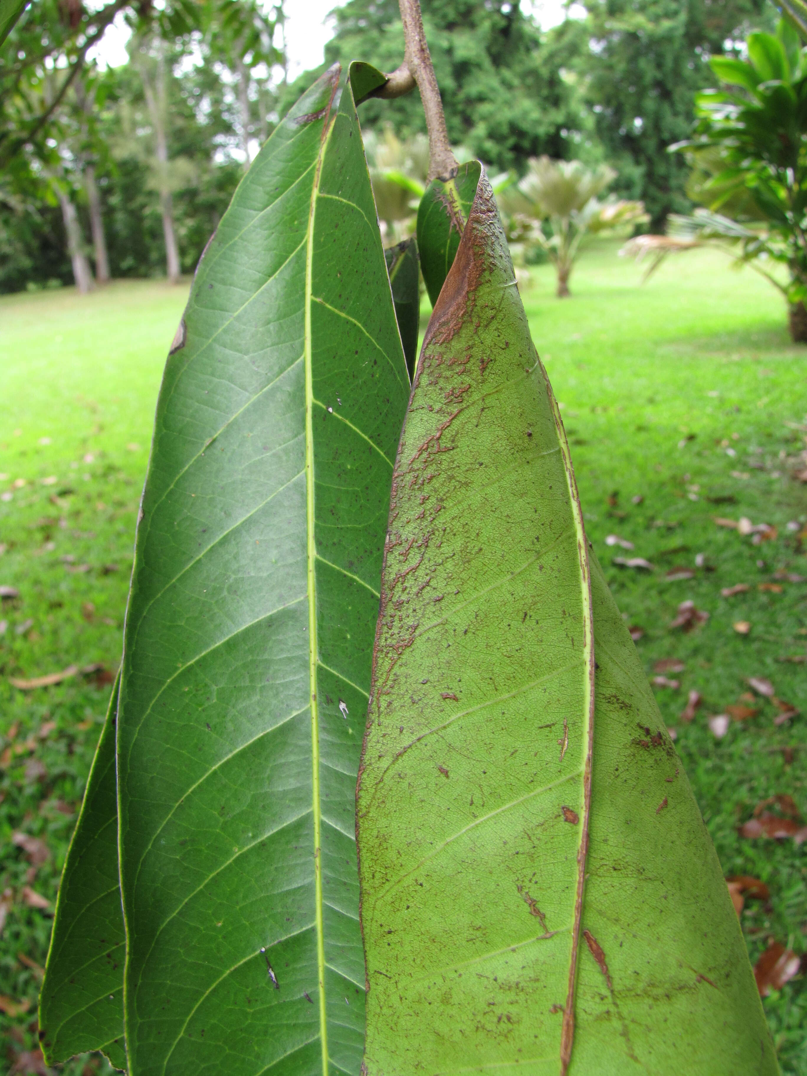 Image de Carapa guianensis Aubl.