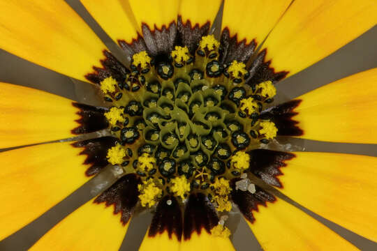 Image of Ringed ursinia