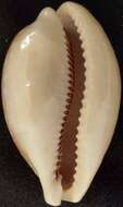 Image of camel cowrie