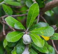 Image de Pittosporum crassifolium Banks & Sol. ex A. Cunningham