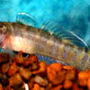 Image of Queen of Siam goby