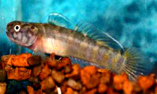 Image of Queen of Siam goby