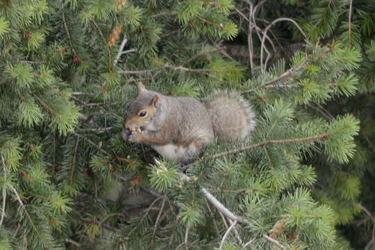 Image of Sciurus subgen. Sciurus Linnaeus 1758