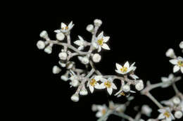 Image of Flindersia brassii T. G. Hartley & B. P. M. Hyland