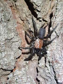 Image of Black tunnelweb