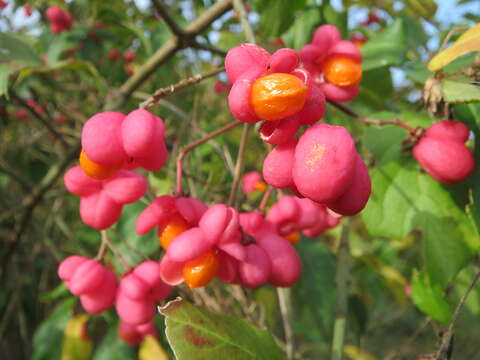 Image of Common spindle tree