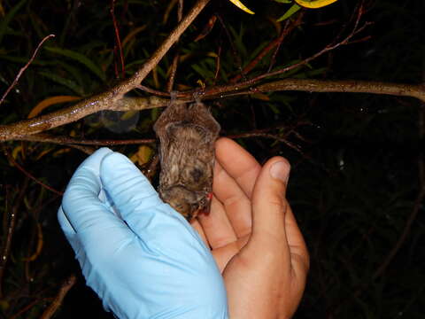 Image of Hawaiian Hoary Bat