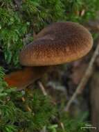 صورة Hygrophoropsis rufa (D. A. Reid) Knudsen 2008