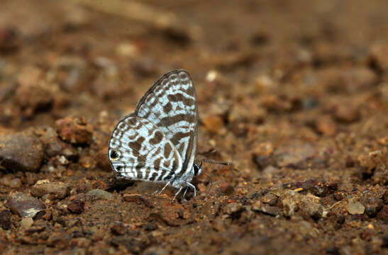 Image of Leptotes plinius