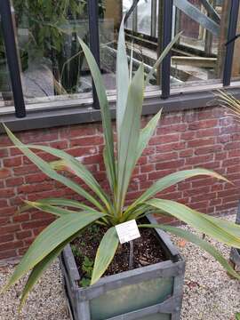 Image of Cordyline indivisa (G. Forst.) Endl.