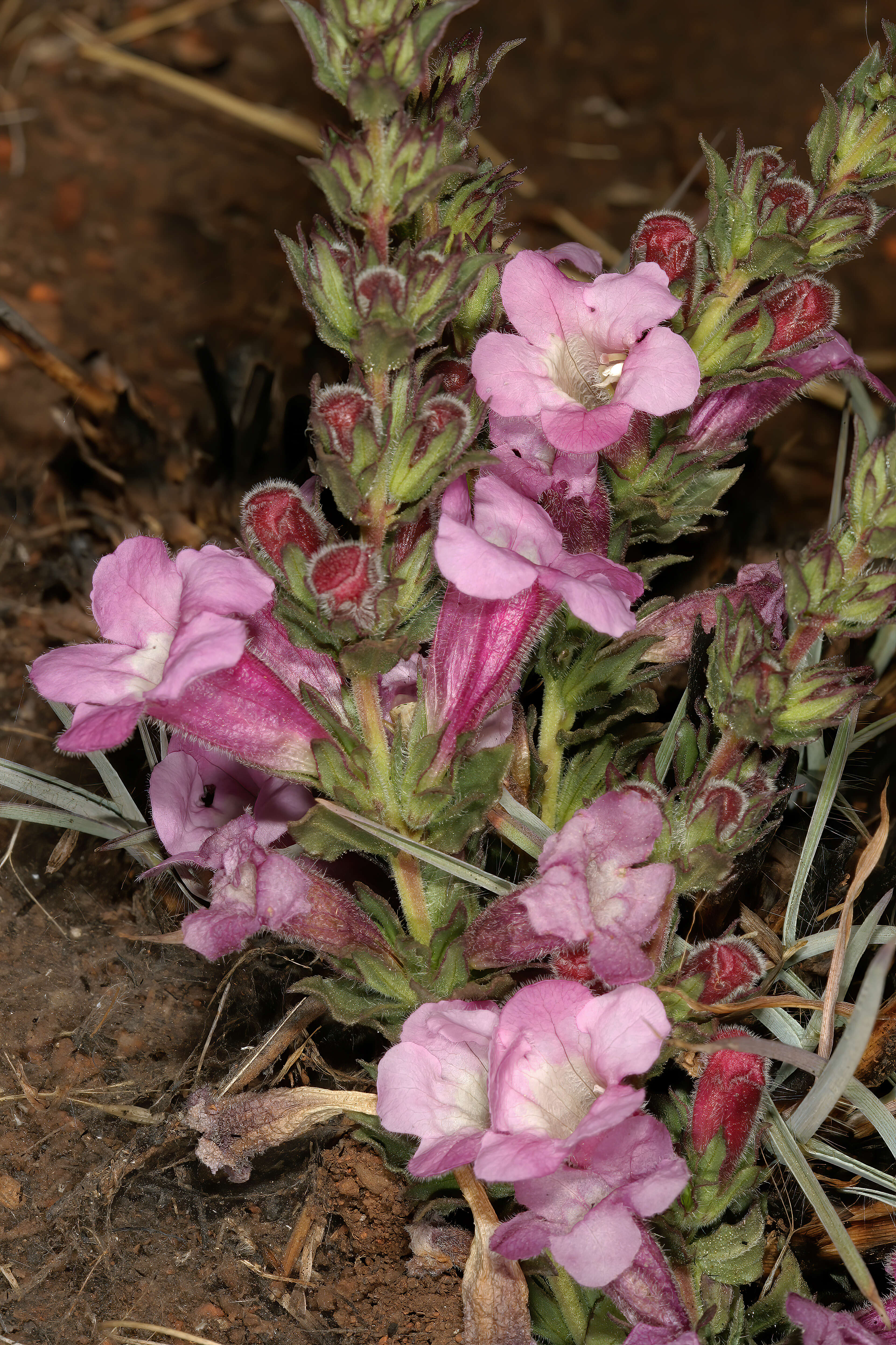 Image of Ground bells