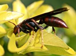 Image of Polistes lanio (Fabricius 1775)