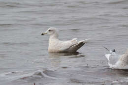 Image de Larus glaucoides kumlieni Brewster 1883