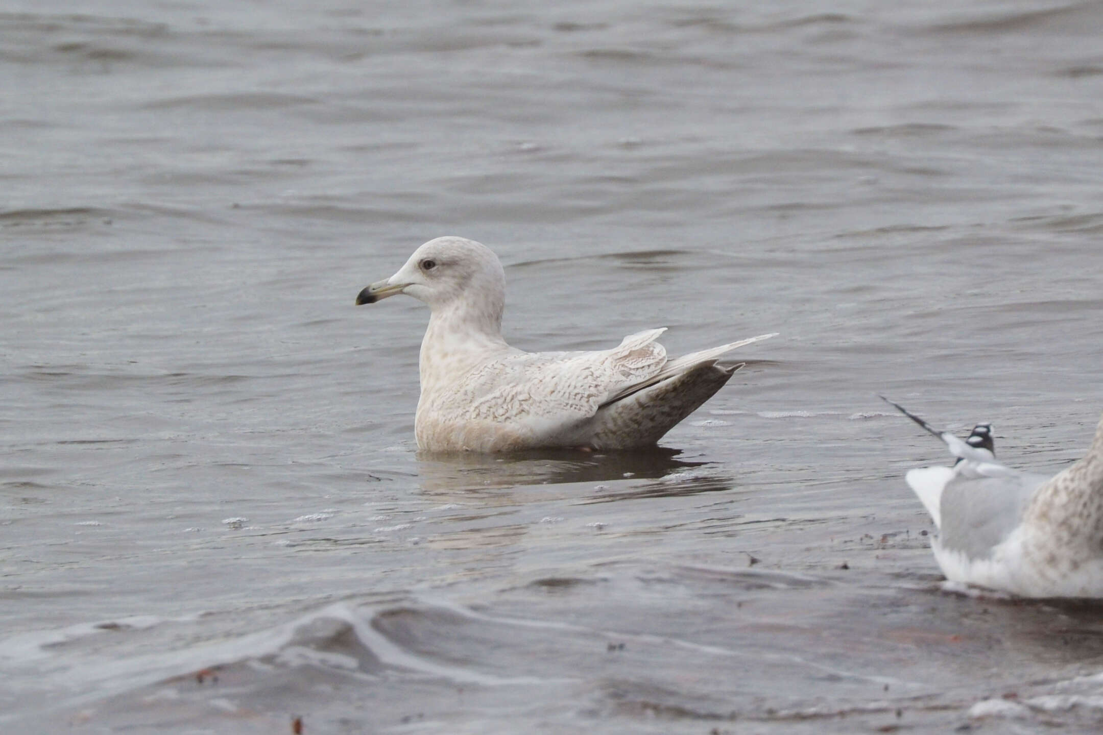 Image de Larus glaucoides kumlieni Brewster 1883