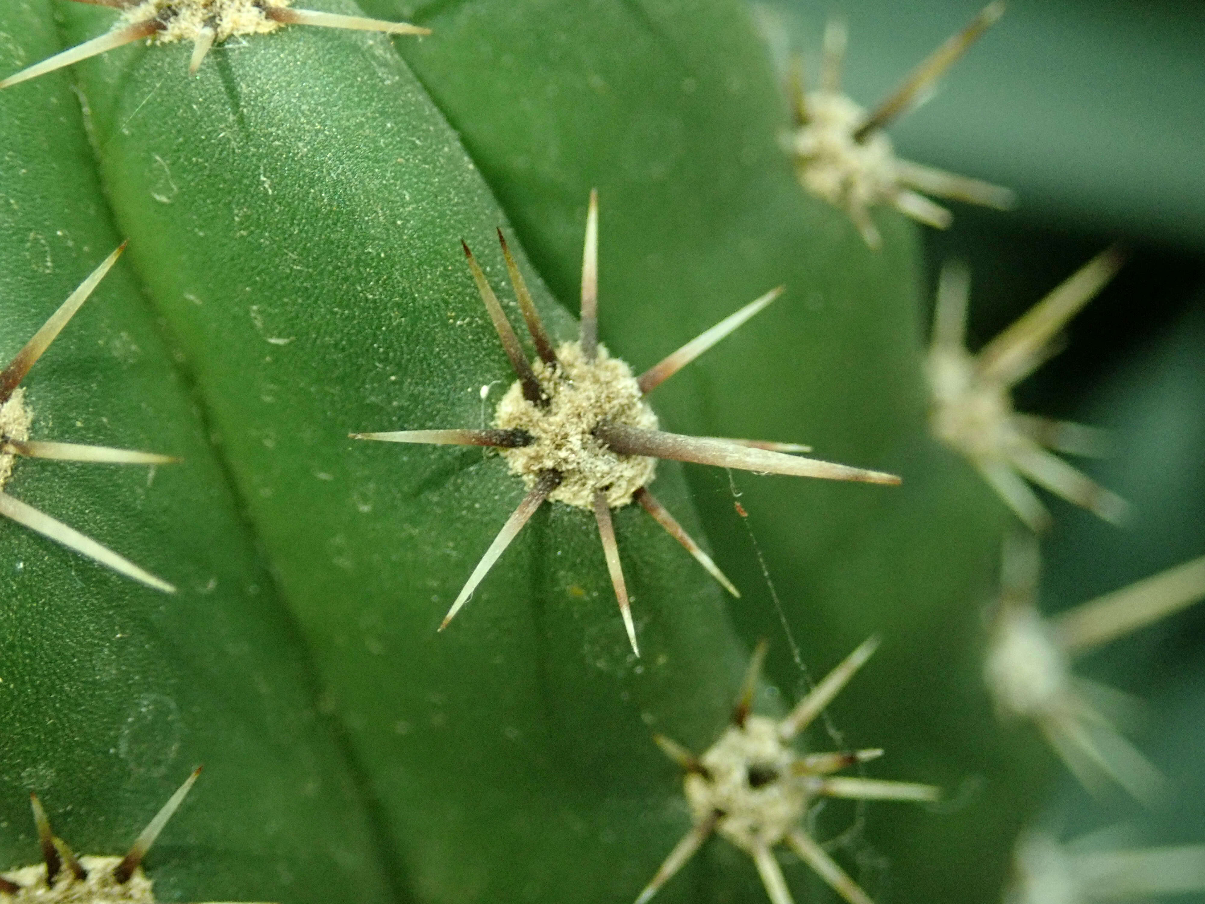 Image of Stenocereus stellatus (Pfeiff.) Riccob.