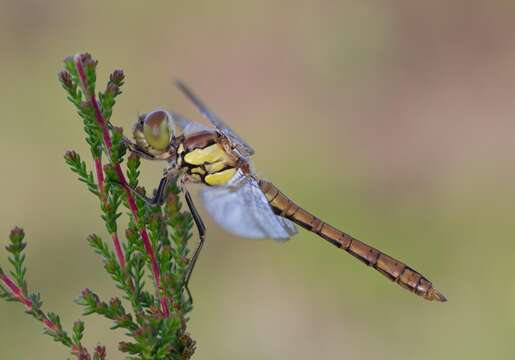 Image of Common Darter