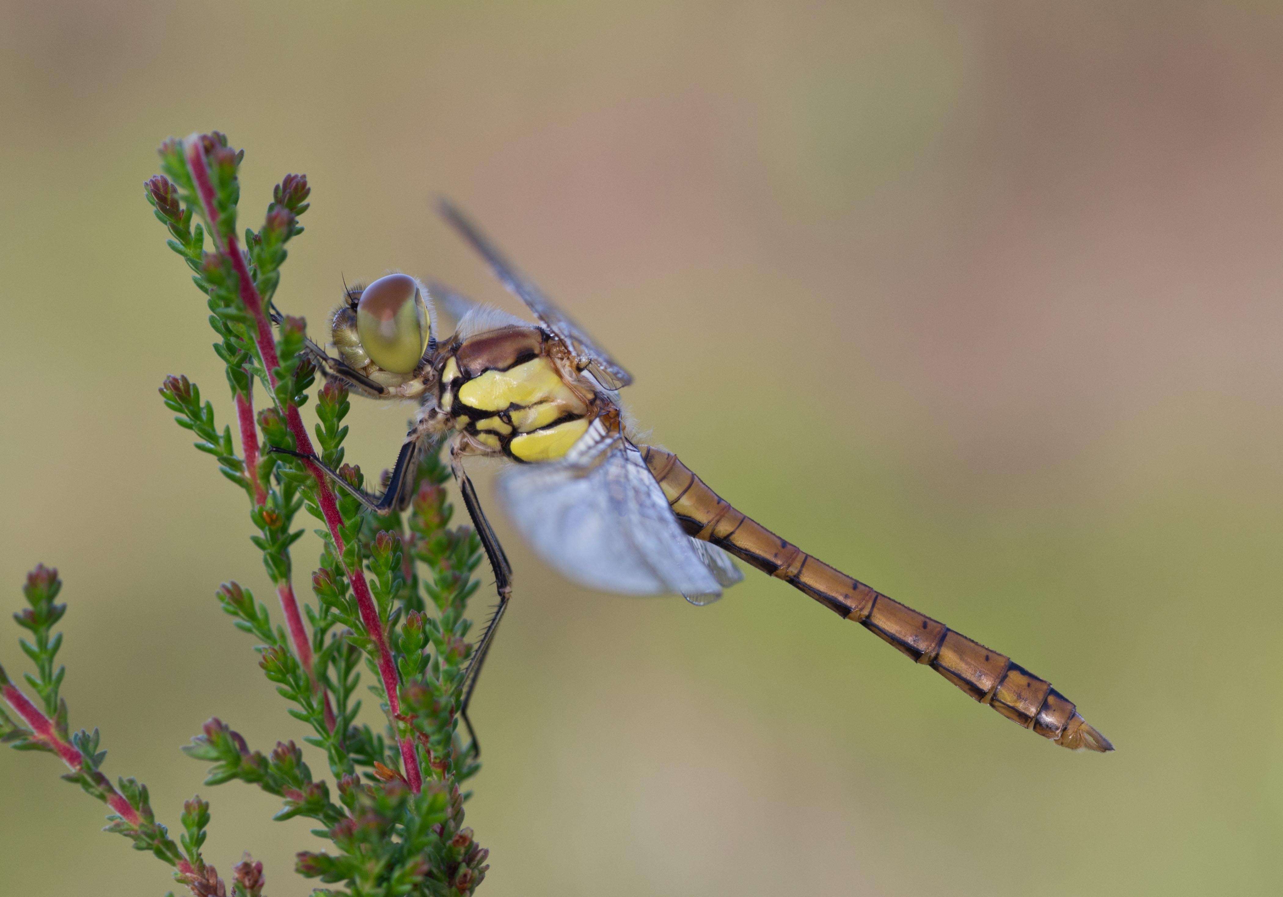 Image of Common Darter