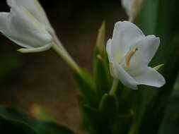 Imagem de Hedychium coronarium J. Koenig