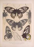 Image de Ornithoptera priamus (Linnaeus 1758)