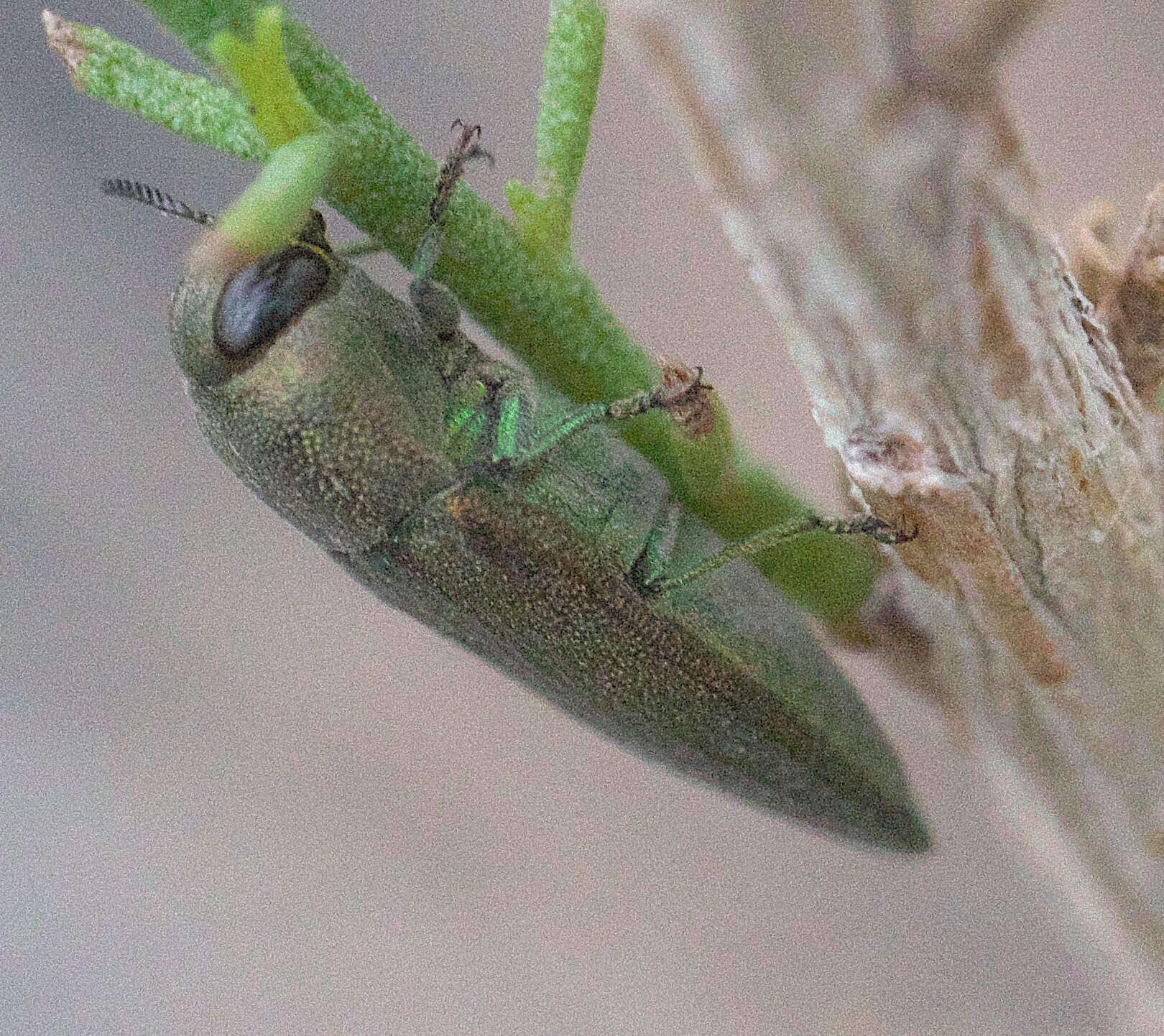 Image of Agaeocera gentilis (Horn 1885)