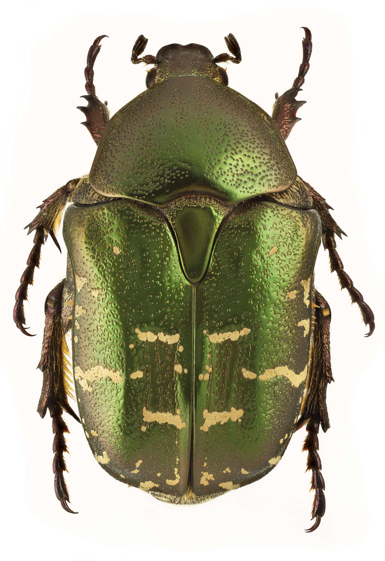 Image of Protaetia (Potosia) cuprea (Fabricius 1775)