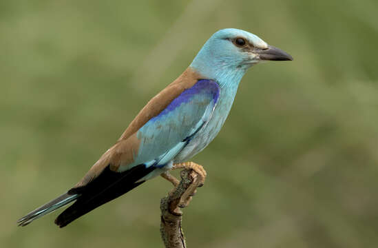 Image of European Roller