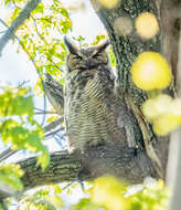 Image of Great Horned Owl