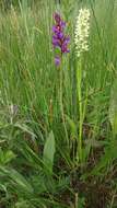 Image of Narrow-leaved marsh-orchid