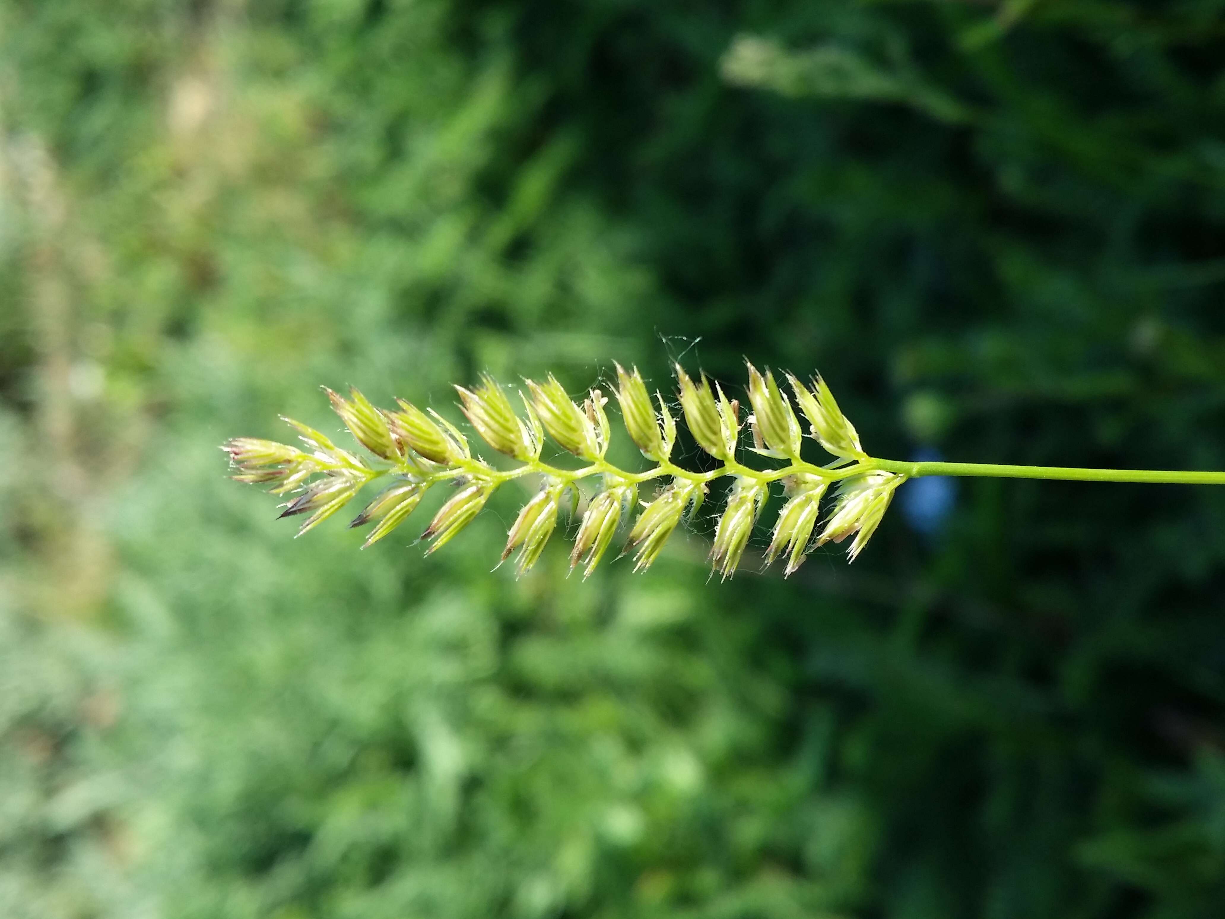 Image of Crested dogstail grass