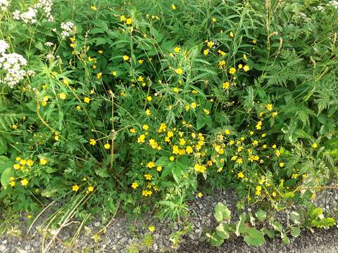 Image of common buttercup