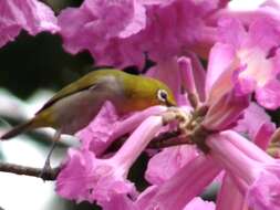 Image of Swinhoe's White-eye