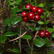 Image of lingonberry