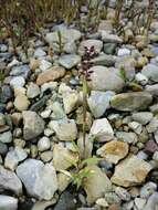 Image of stalked bur grass