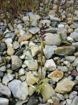 Image of stalked bur grass