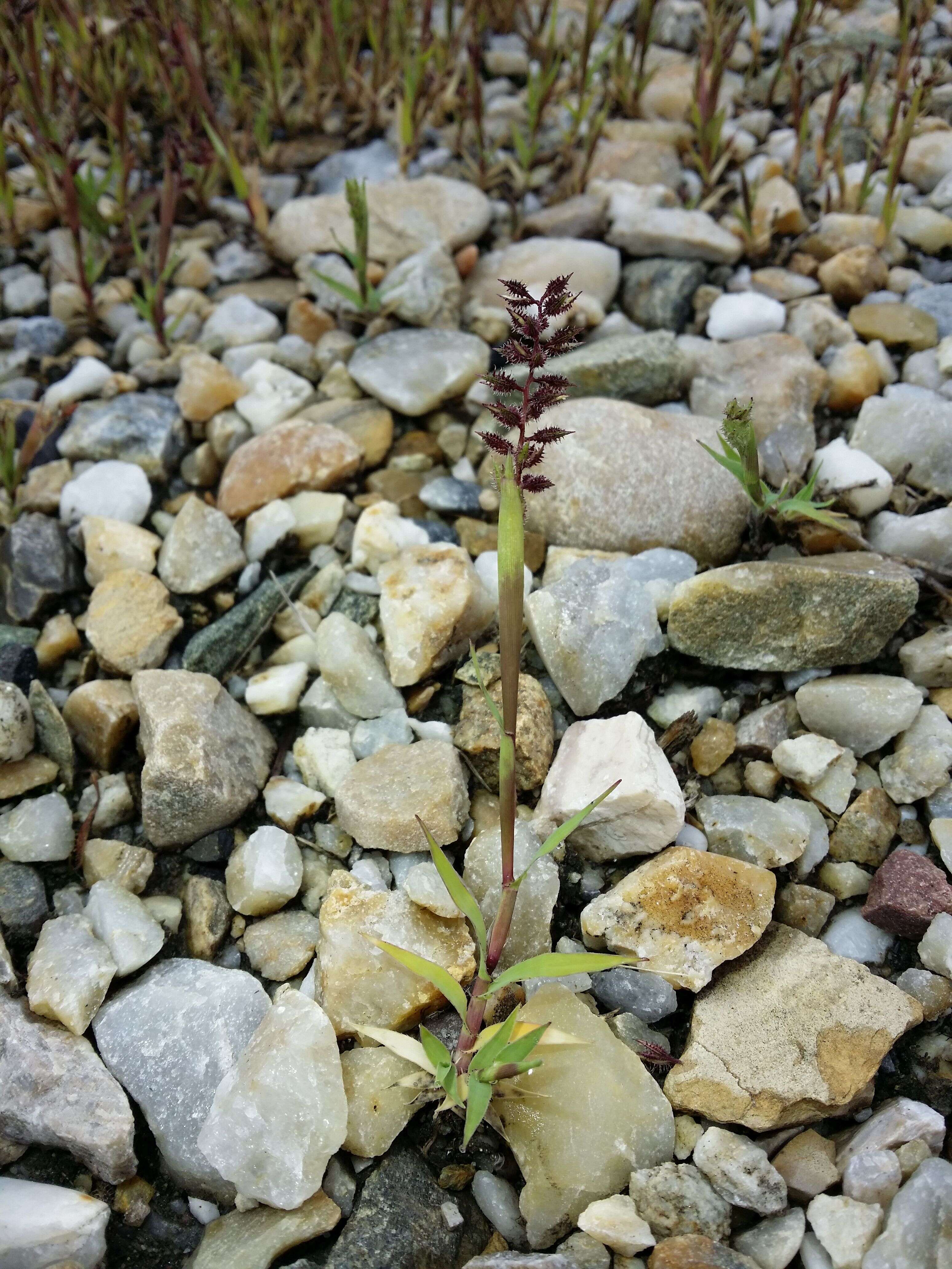 Image of stalked bur grass