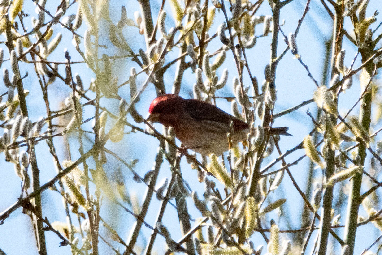 Image of Purple Finch