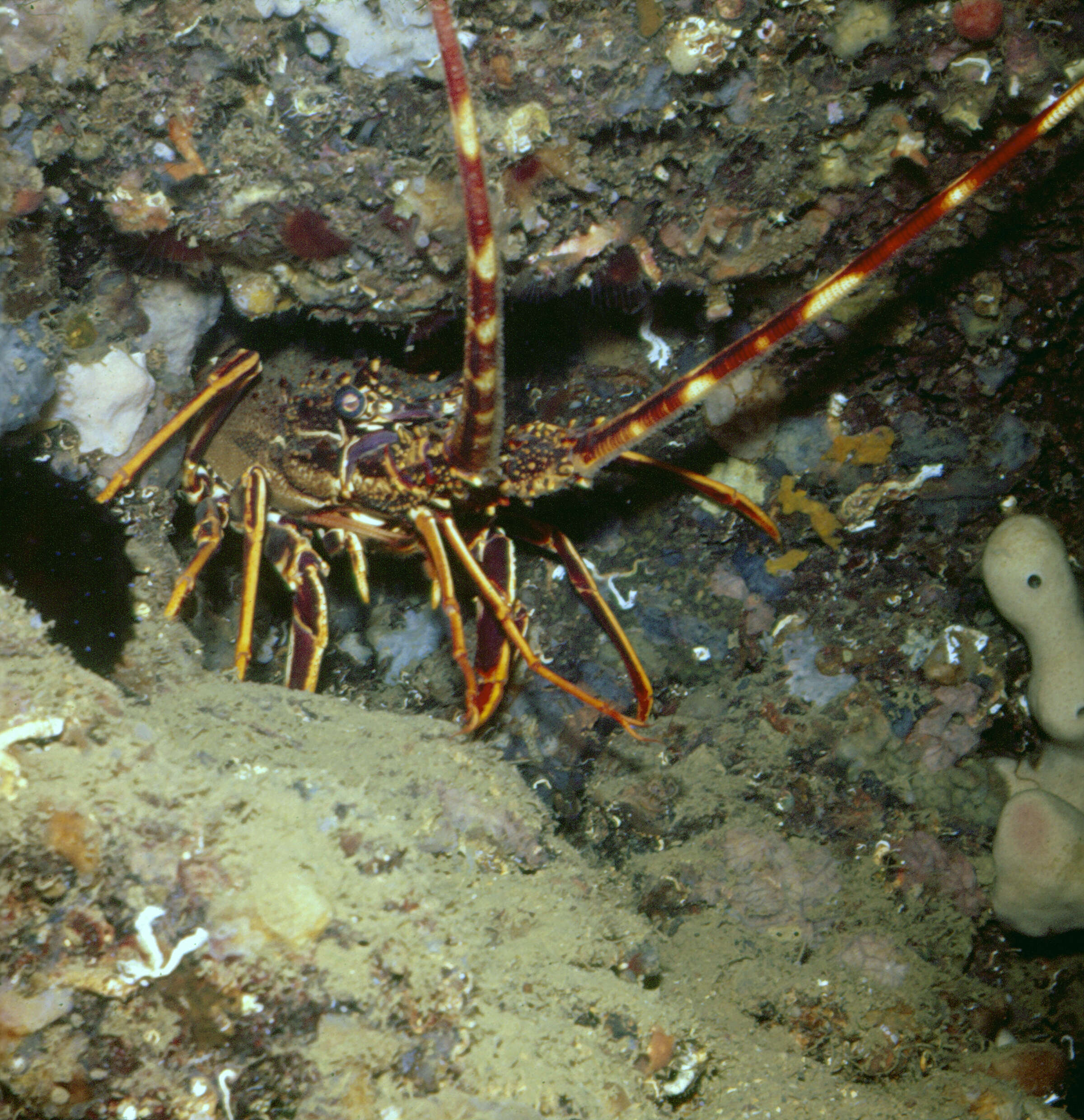Image of Common Spiny Lobster