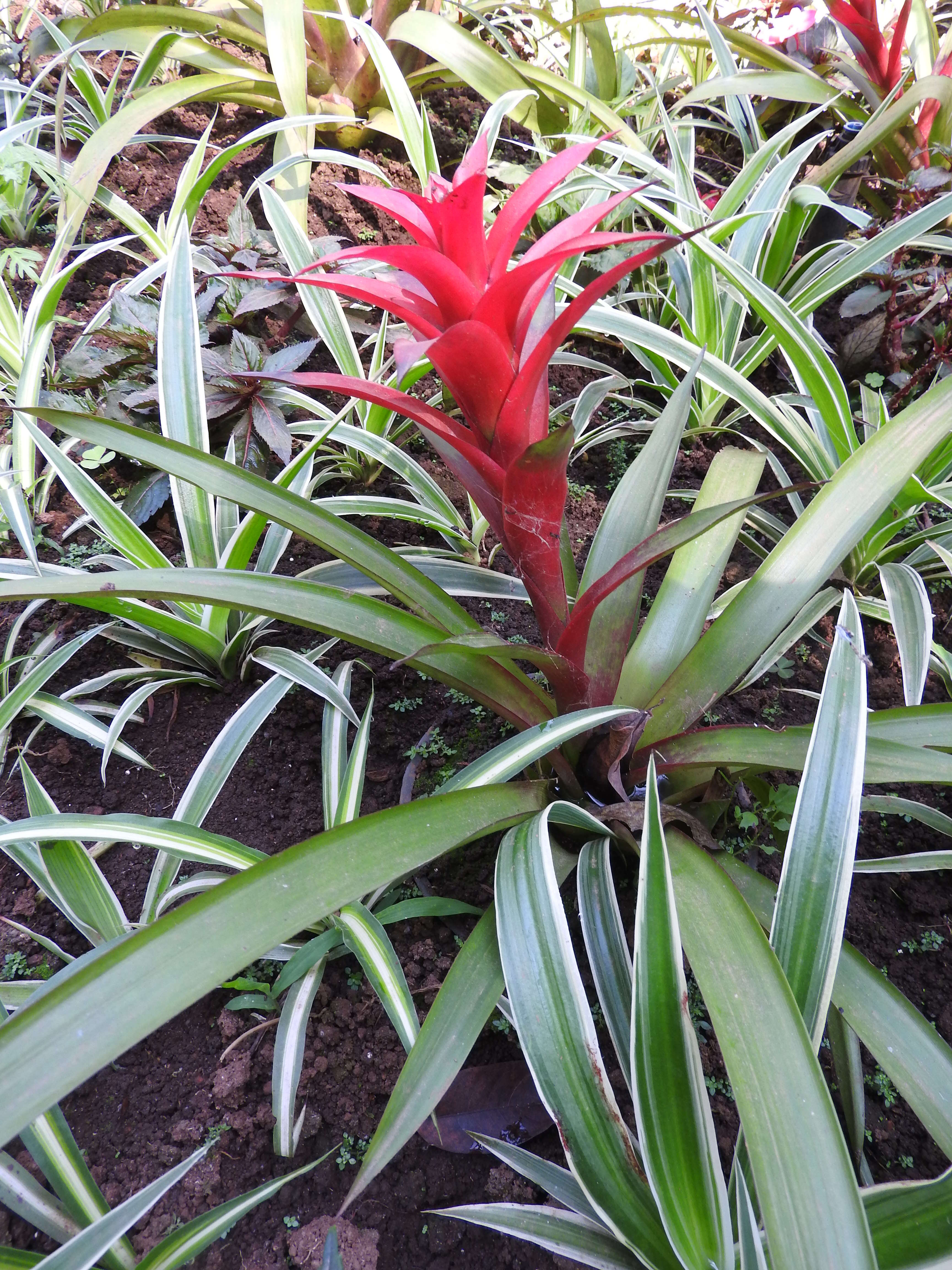 Image of droophead tufted airplant