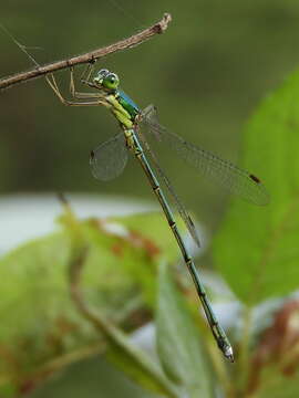 Image of Lestes temporalis Selys 1883