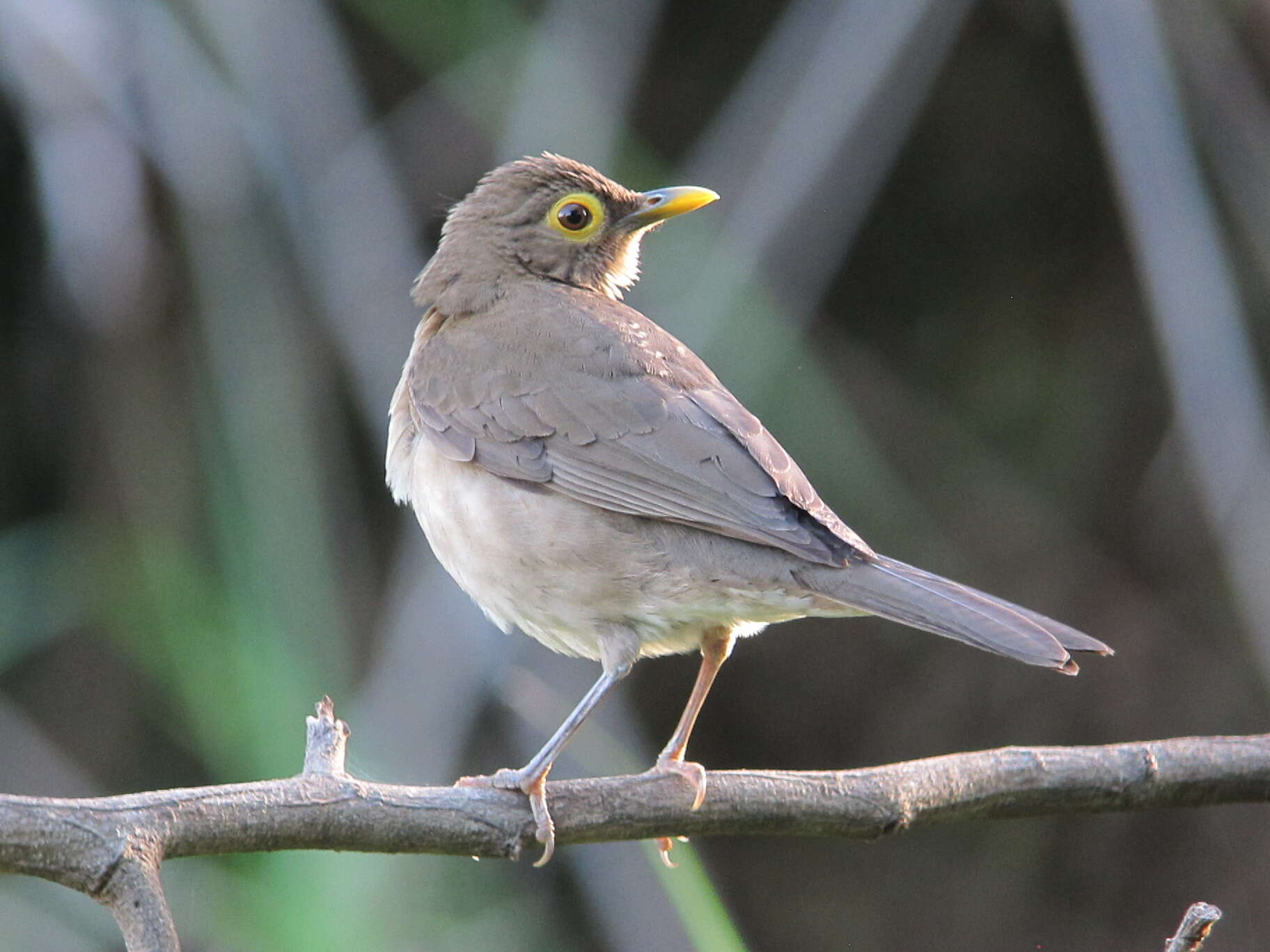 Image of Spectacled Thrush