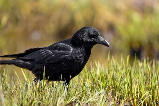 Image of Eastern Carrion Crow