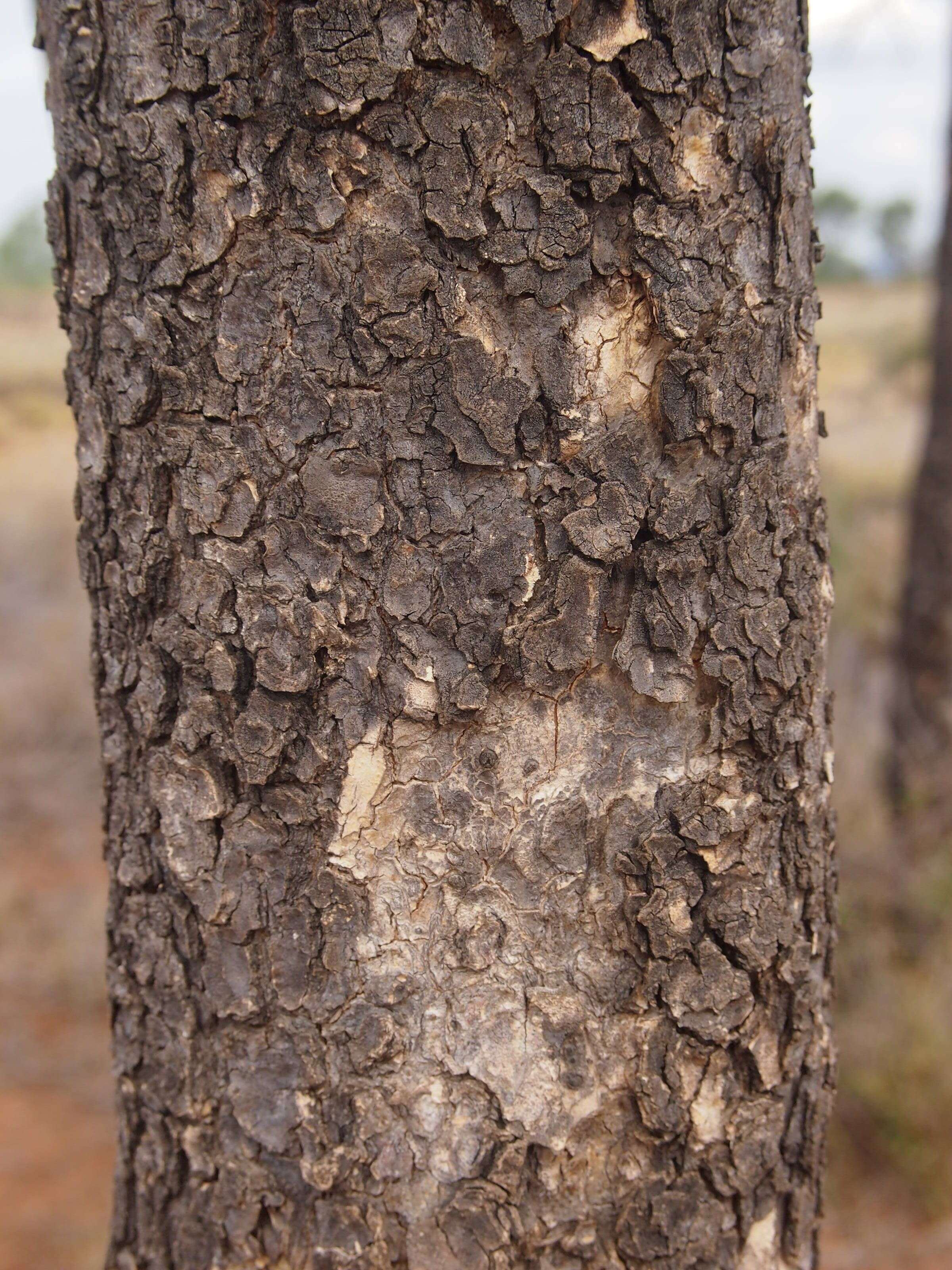 Image of Flindersia dissosperma (F. Müll.) Domin