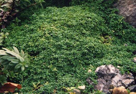 Image of Arenaria balearica L.