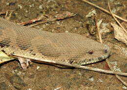 Image of Common Sand Boa