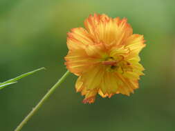 Image of sulphur cosmos