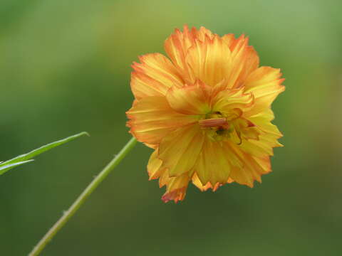 Image of sulphur cosmos