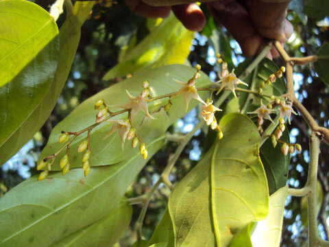 Image of Hopea ponga (Dennst.) D. J. Mabberley